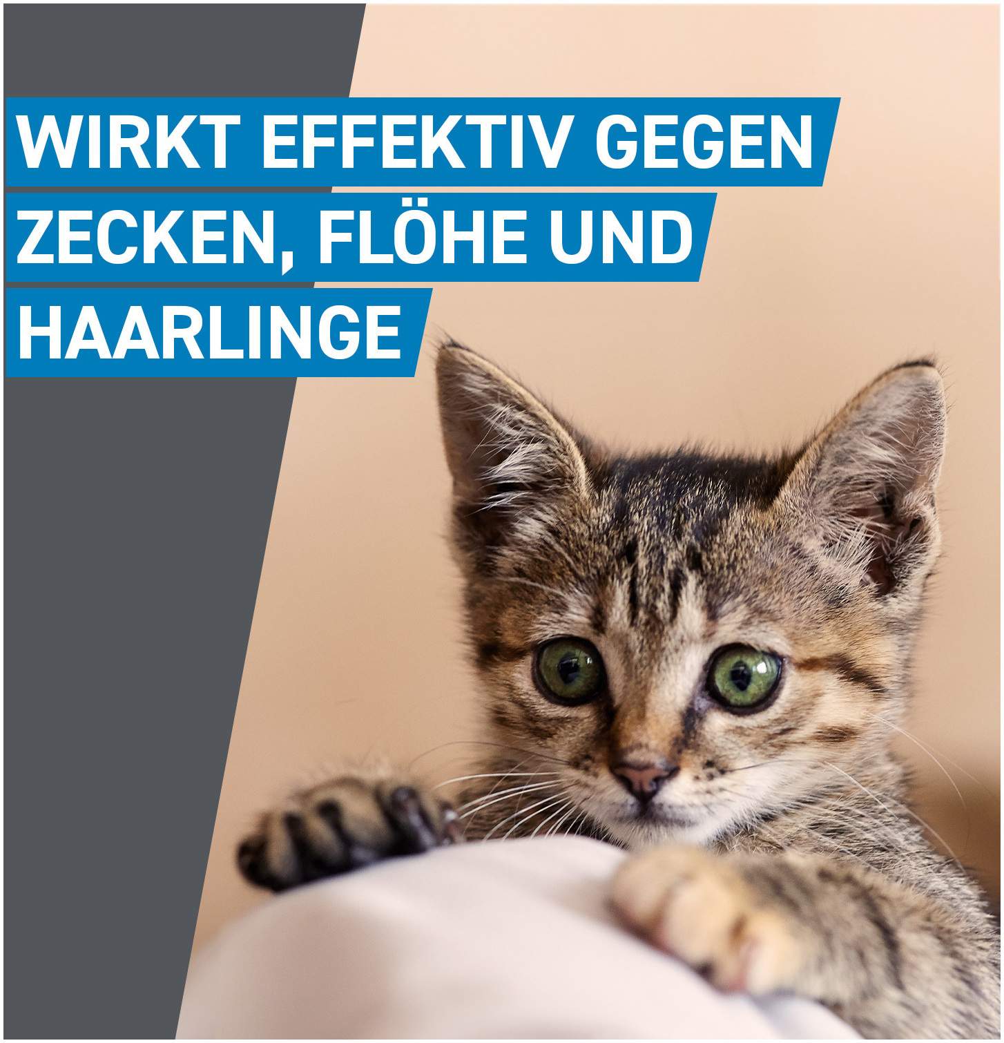 Frontline Spot on Katze 6 Pipetten