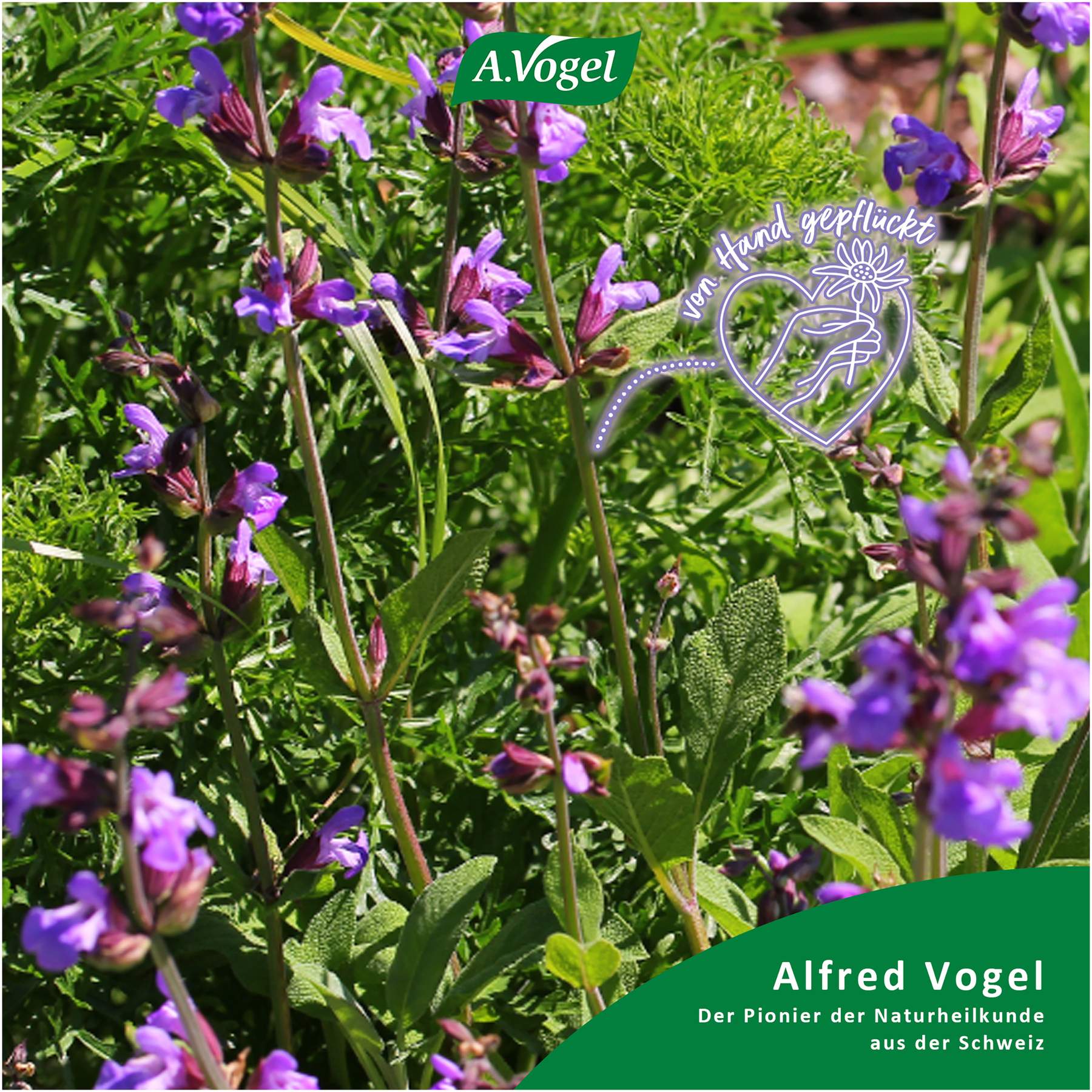 A.Vogel Menosan Salvia Tabletten 30 Stück