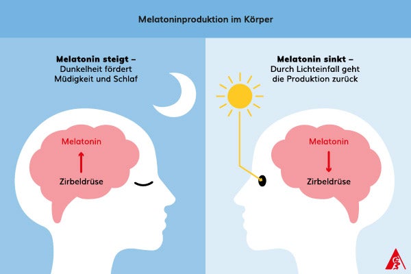 Melatoninproduktion im Körper Eine Infografik über die Melatoninproduktion im Körper. Bei Dunkelheit steigt die Melatoninproduktion im Körper und bei Helligkeit nimmt diese ab.