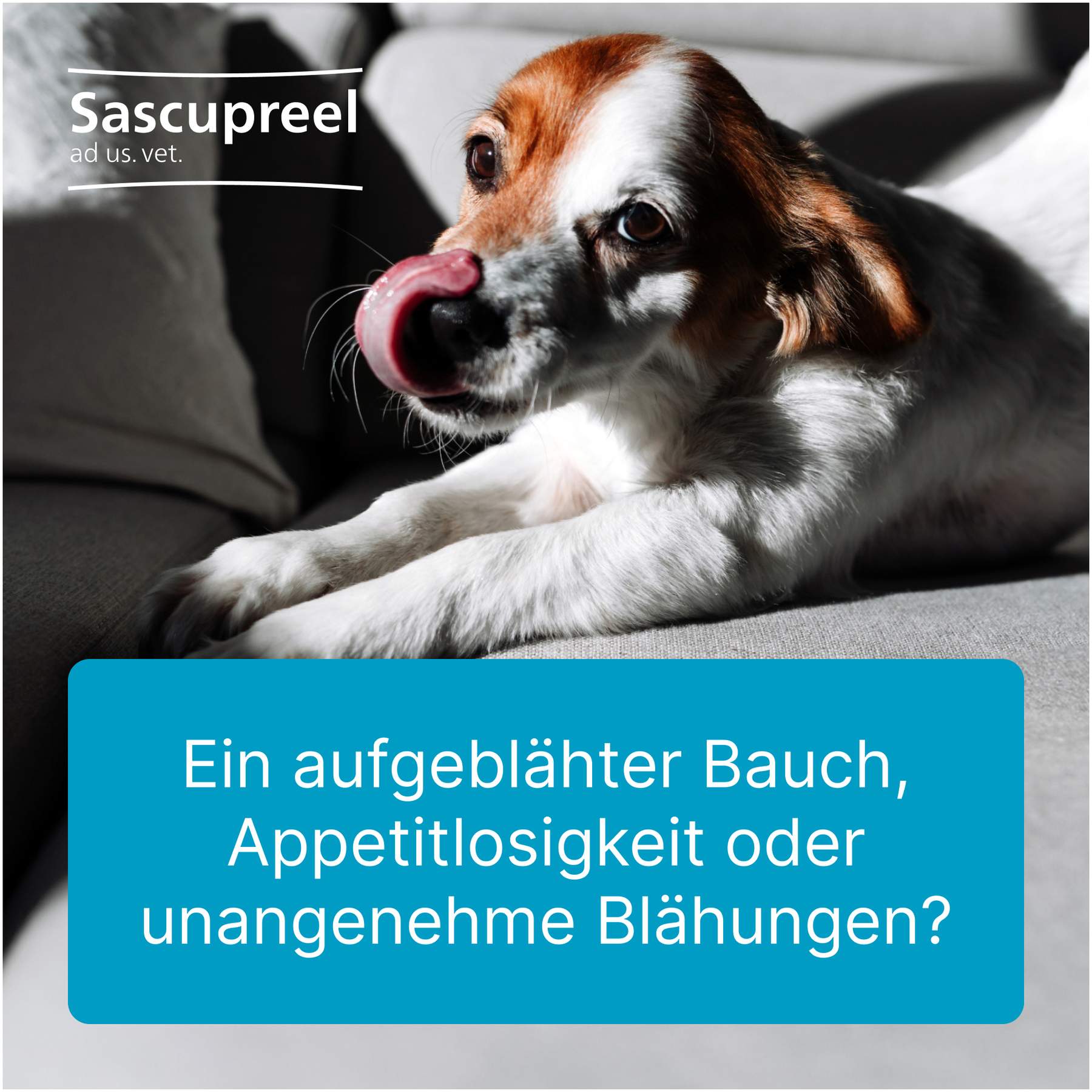 Sascupreel ad us.vet. 5 x 5 ml Ampullen