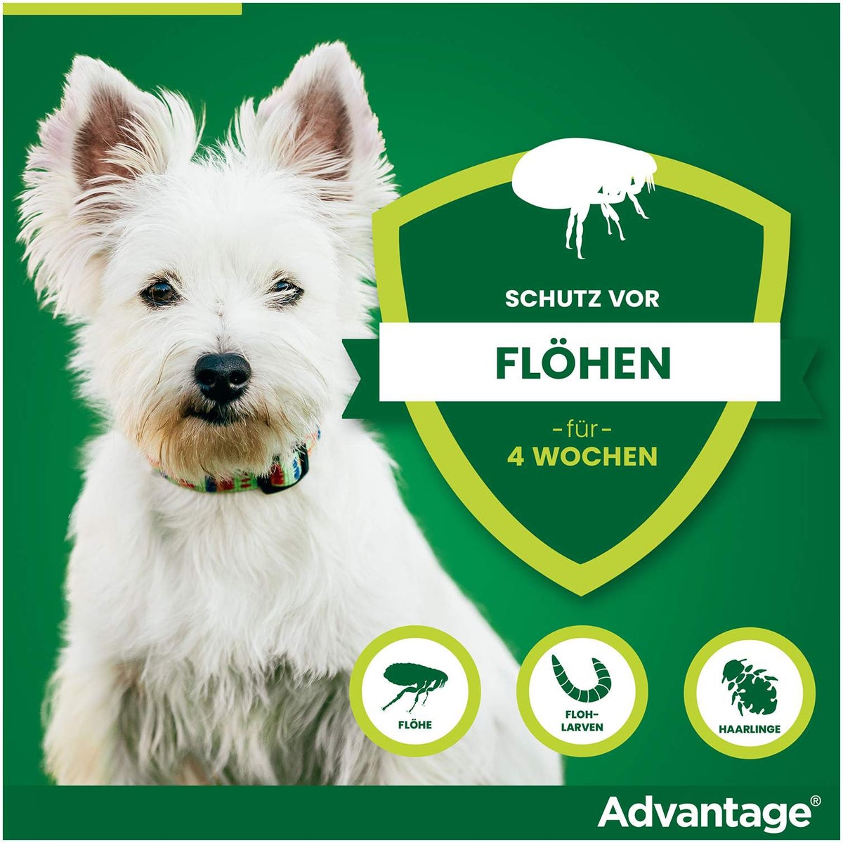 Advantage 40 Lösung für Hunde bis 4 kg 4 Einzeldosispipetten