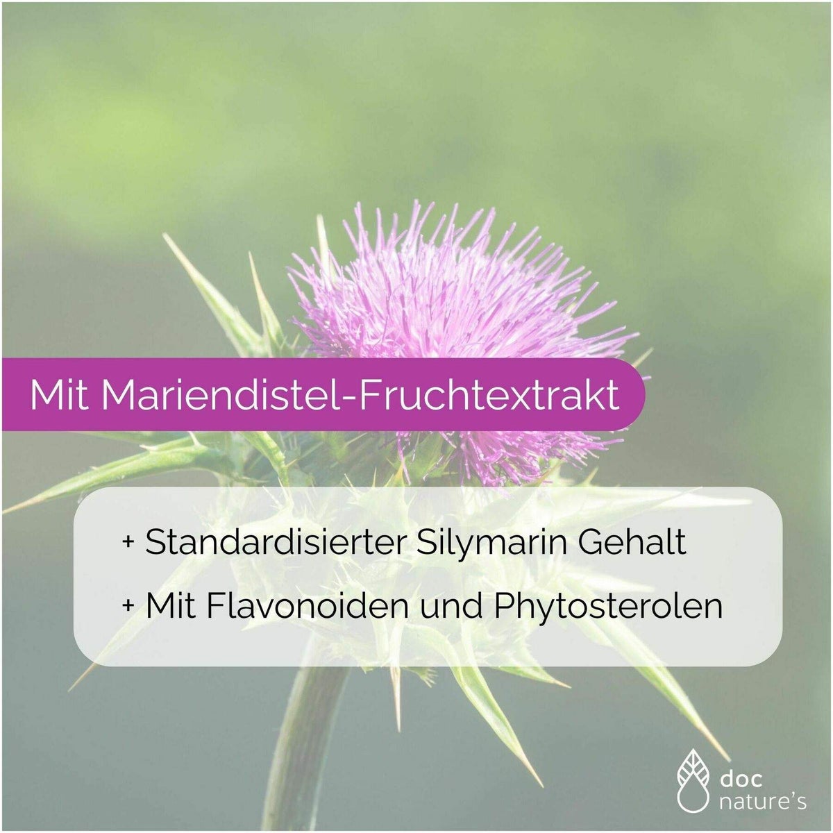 Gasterodoc Silymarin Mariendistel 60 Tabletten
